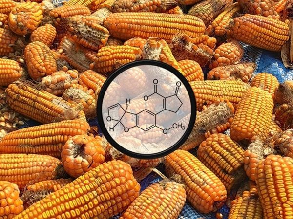 Will climate change increase the risk of a toxin in U.S. corn?