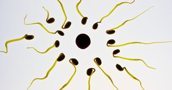Swim further: new device selects sperm to improve chances of pregnancy