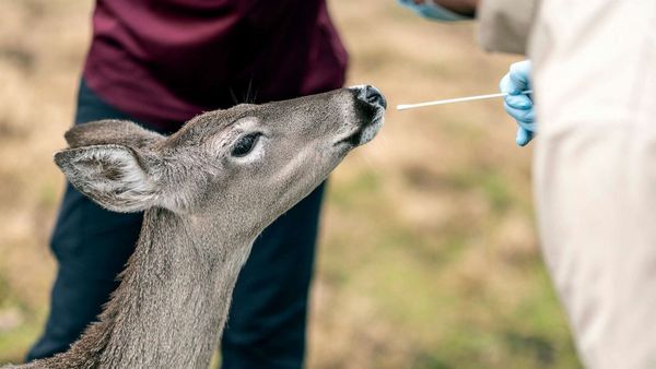 Recipe for a pandemic: climate change pushes wildlife closer to humans