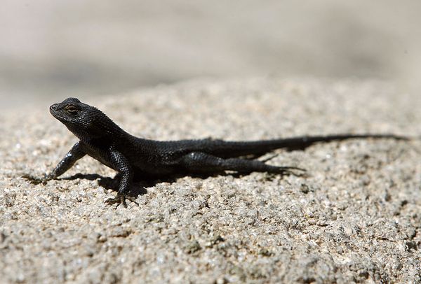 Climate change causes premature ageing… in lizards!