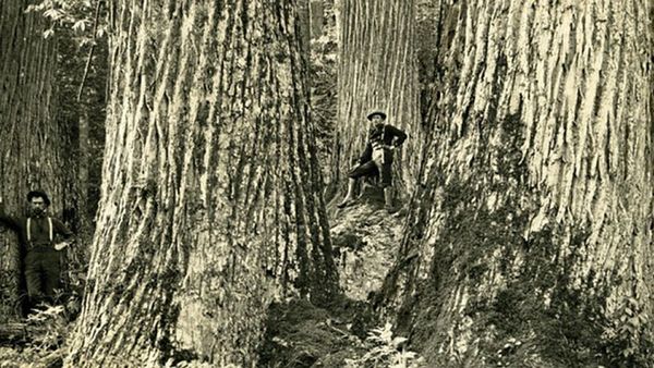 ‘Artificial immunity’ could save the American chestnut from extinction