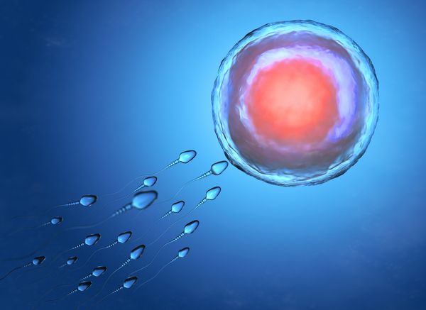 Human eggs can stay fertile for decades - a hope for mature mothers?