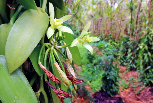 Why vanilla is not boring when it comes to biodiversity