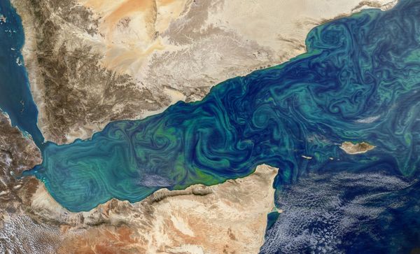 Migrating Plankton could Cause Ecosystem Collapse