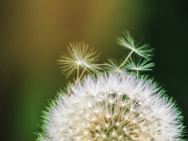 Can Energy Really be Harvested from a Gentle Breeze?