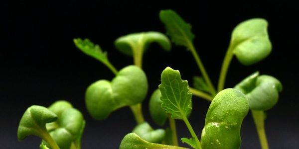 Researchers Learned to Grow Food Crops in the Dark